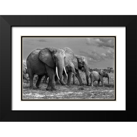 Elephants Family Black Modern Wood Framed Art Print with Double Matting by Mei, Massimo