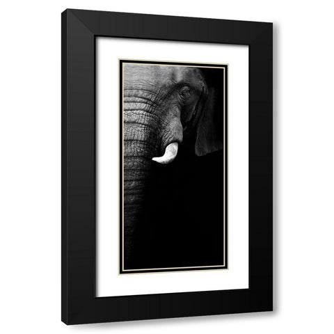 Elephant Portrait Black Modern Wood Framed Art Print with Double Matting by Wildphotoart