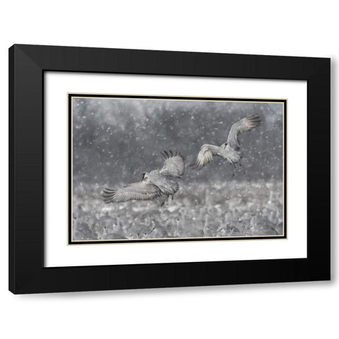 Step Aside! Black Modern Wood Framed Art Print with Double Matting by Wang, Kevin