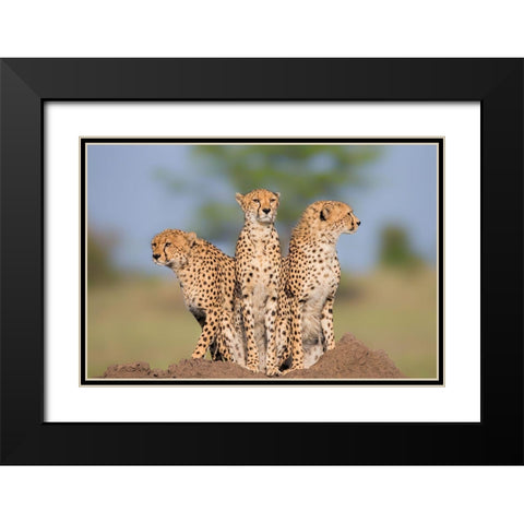 Cheetah Malaika And Her Two Boys Black Modern Wood Framed Art Print with Double Matting by Zuo, Jun