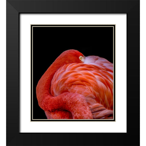 Flamingo Black Modern Wood Framed Art Print with Double Matting by Coenders, Chris