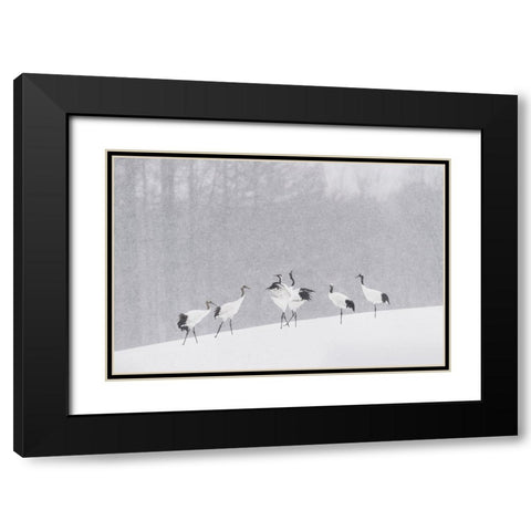 Japanese Cranes Black Modern Wood Framed Art Print with Double Matting by Marchegiani, Roberto