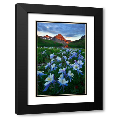 Blue Columbine Paradise Black Modern Wood Framed Art Print with Double Matting by Xu, Mei
