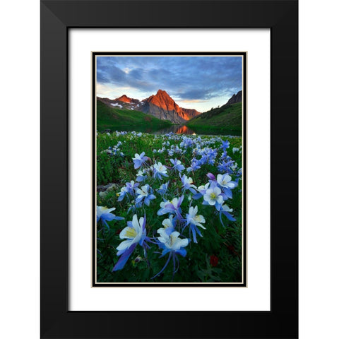 Blue Columbine Paradise Black Modern Wood Framed Art Print with Double Matting by Xu, Mei