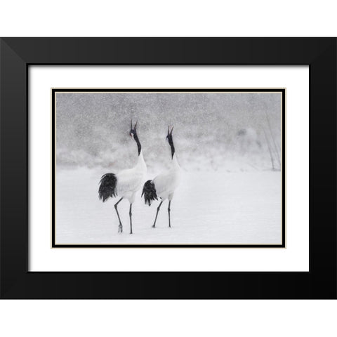 Japanes Cranes Black Modern Wood Framed Art Print with Double Matting by Marchegiani, Roberto