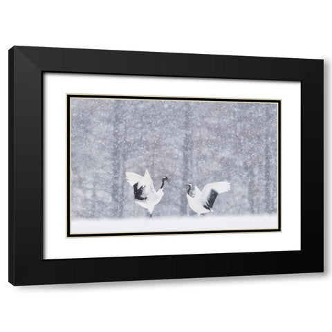 Japanese Cranes Black Modern Wood Framed Art Print with Double Matting by Marchegiani, Roberto