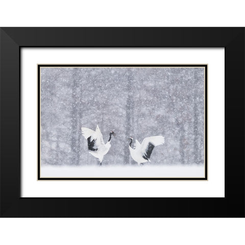 Japanese Cranes Black Modern Wood Framed Art Print with Double Matting by Marchegiani, Roberto