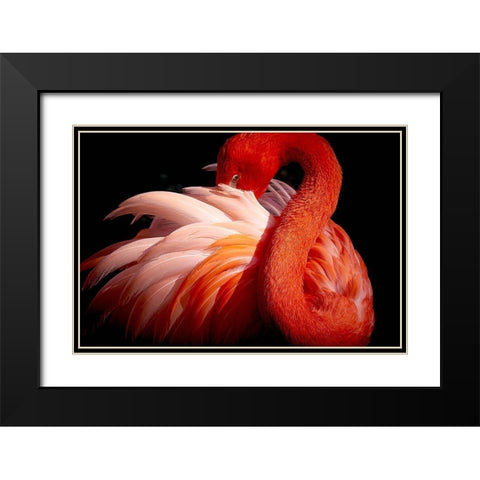 Flamingo Black Modern Wood Framed Art Print with Double Matting by Nishikura, Makoto