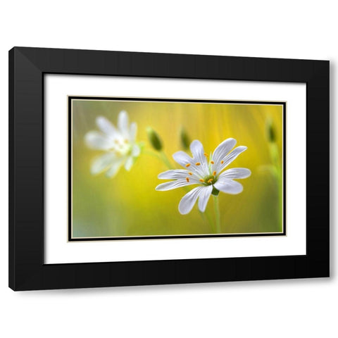 Stitchwort Black Modern Wood Framed Art Print with Double Matting by Disher, Mandy
