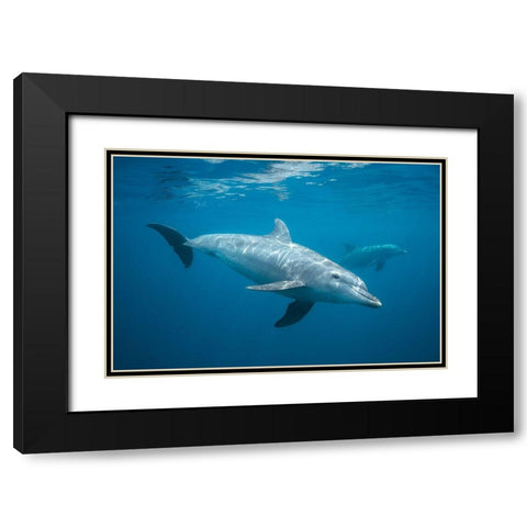 Curious Dolphin Black Modern Wood Framed Art Print with Double Matting by Gabriel, Barathieu