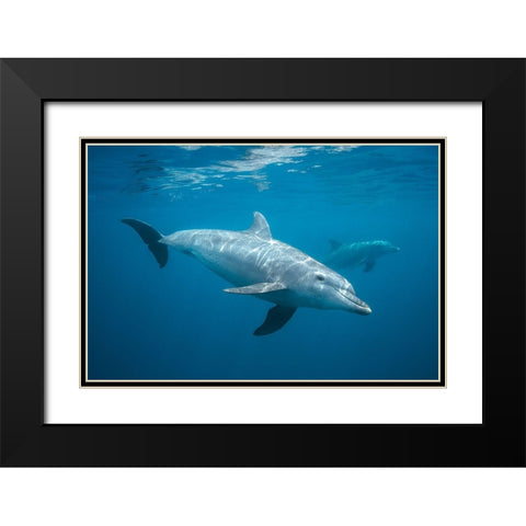 Curious Dolphin Black Modern Wood Framed Art Print with Double Matting by Gabriel, Barathieu