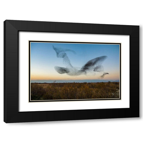 El Vuelo Black Modern Wood Framed Art Print with Double Matting by Vilches, David