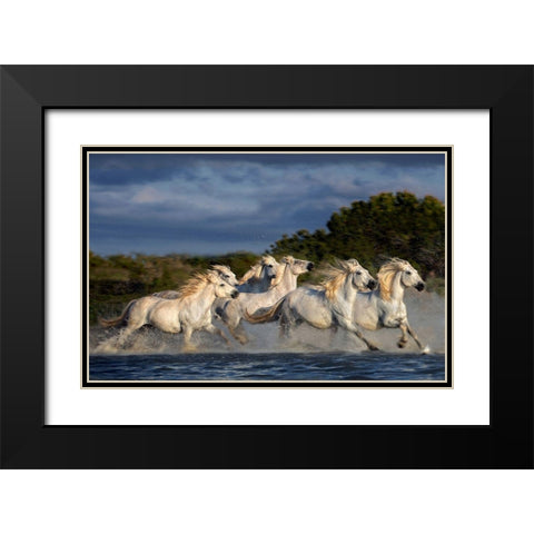 Horses Running Through The Marsh Black Modern Wood Framed Art Print with Double Matting by Ortega, Xavier