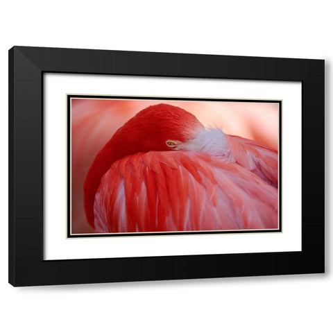 Red Black Modern Wood Framed Art Print with Double Matting by Wenner-Braun, Antje