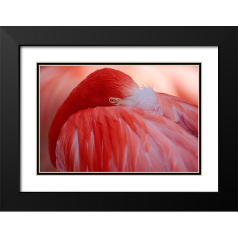 Red Black Modern Wood Framed Art Print with Double Matting by Wenner-Braun, Antje