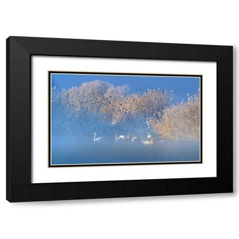 Blue Swan Lake Black Modern Wood Framed Art Print with Double Matting by Zhu, Hua