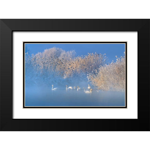 Blue Swan Lake Black Modern Wood Framed Art Print with Double Matting by Zhu, Hua
