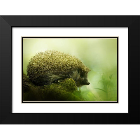 Hedgehog Black Modern Wood Framed Art Print with Double Matting by Potoma, Kristian
