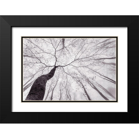 A View Of The Tree Crown Black Modern Wood Framed Art Print with Double Matting by Pavlasek, Tom