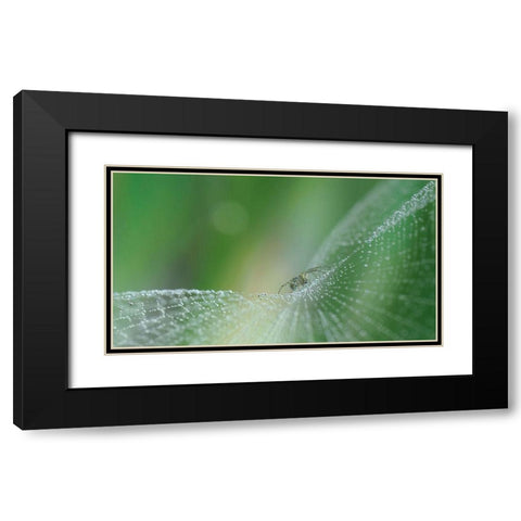 On Pearls Of Diamonds... Black Modern Wood Framed Art Print with Double Matting by Dufour, Thierry
