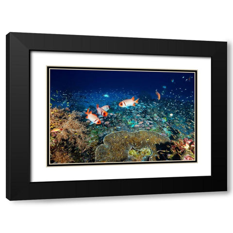 Reef Life Black Modern Wood Framed Art Print with Double Matting by Gabriel, Barathieu