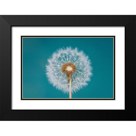 Dandelion Black Modern Wood Framed Art Print with Double Matting by Hamiti, Bess