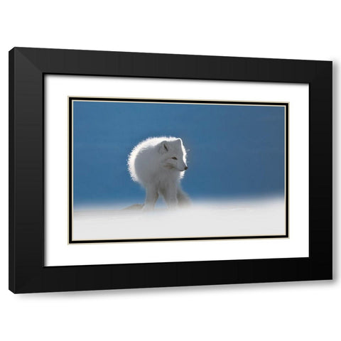 Arctic Fox Black Modern Wood Framed Art Print with Double Matting by Marchegiani, Roberto