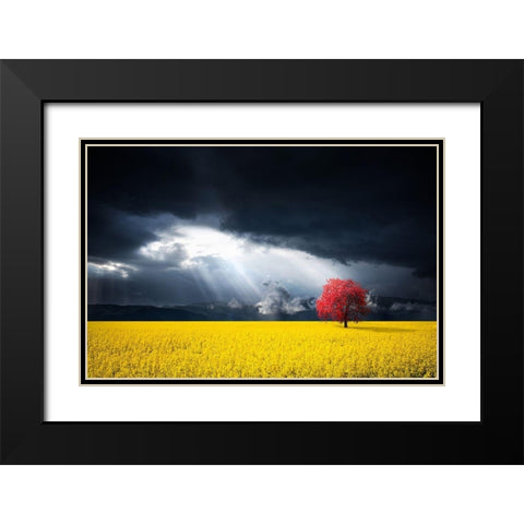 A Red Tree In The Canola Meadow Black Modern Wood Framed Art Print with Double Matting by Hamiti, Bess