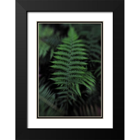 Soft Leaf Black Modern Wood Framed Art Print with Double Matting by Walsh, Claire