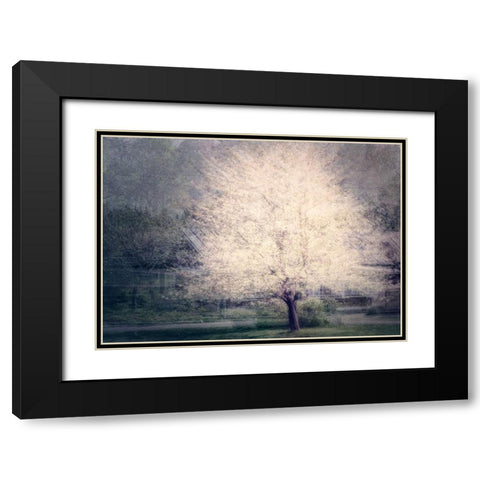 Apple Tree Black Modern Wood Framed Art Print with Double Matting by Holmstrom, Katarina