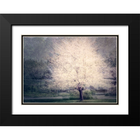 Apple Tree Black Modern Wood Framed Art Print with Double Matting by Holmstrom, Katarina
