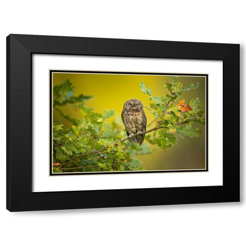 Eurasian Scops Owl Black Modern Wood Framed Art Print with Double Matting by Zygmunt, Milan