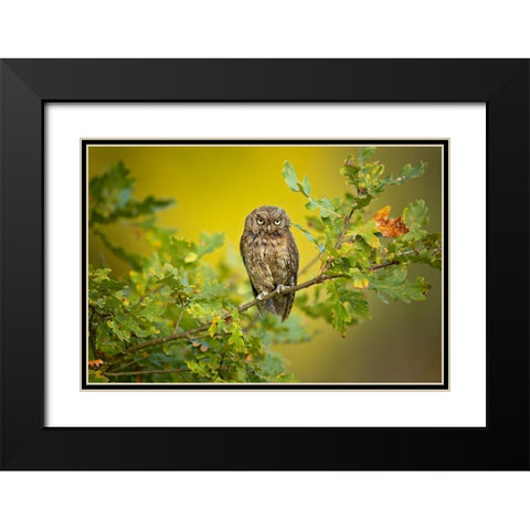 Eurasian Scops Owl Black Modern Wood Framed Art Print with Double Matting by Zygmunt, Milan