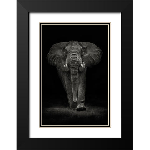 Ngorongoro Bull Black Modern Wood Framed Art Print with Double Matting by Moreno, Mario