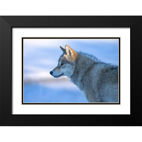 A Vigilant Wolf Black Modern Wood Framed Art Print with Double Matting by Z, Bingo