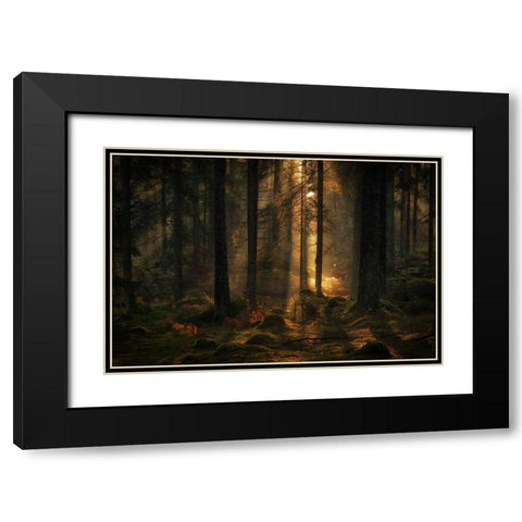The Light In The Forest Black Modern Wood Framed Art Print with Double Matting by Wallberg, Allan