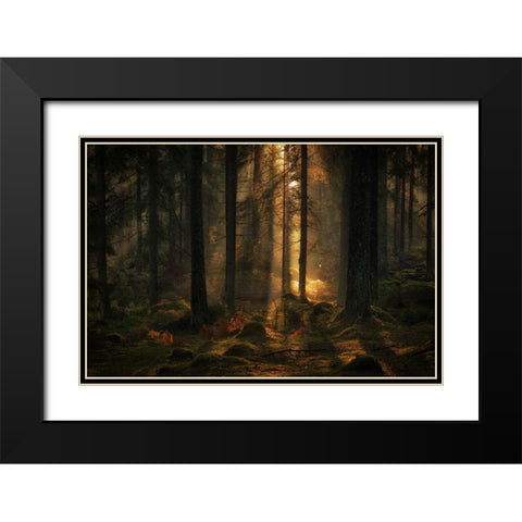 The Light In The Forest Black Modern Wood Framed Art Print with Double Matting by Wallberg, Allan