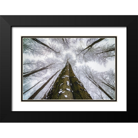 Looking Up Black Modern Wood Framed Art Print with Double Matting by Pavlasek, Tom