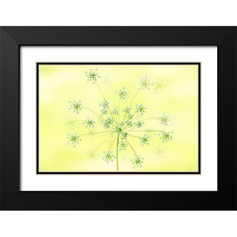 Queen AnneS Lace Black Modern Wood Framed Art Print with Double Matting by Parker, Jacky