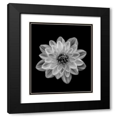 Dahlia Black Modern Wood Framed Art Print with Double Matting by Gronkjar, Lotte