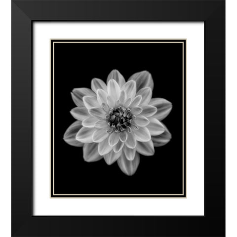 Dahlia Black Modern Wood Framed Art Print with Double Matting by Gronkjar, Lotte