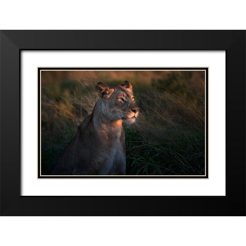 Lioness At First Day Ligth Black Modern Wood Framed Art Print with Double Matting by Ortega, Xavier