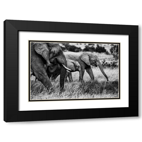 Elephant Family Black Modern Wood Framed Art Print with Double Matting by Vidak, Vedran