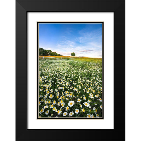 Daisyfield In Sweden Black Modern Wood Framed Art Print with Double Matting by Lindsten, Christian