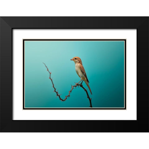 Red Tailed Shrike! Black Modern Wood Framed Art Print with Double Matting by Pezeshki, Sina