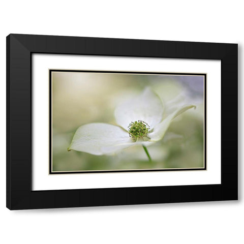 Cornus Kousa Miss Satomi Black Modern Wood Framed Art Print with Double Matting by Parker, Jacky