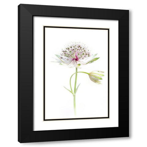 Simply Astrantia Black Modern Wood Framed Art Print with Double Matting by Parker, Jacky