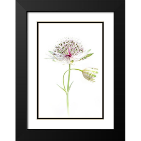 Simply Astrantia Black Modern Wood Framed Art Print with Double Matting by Parker, Jacky