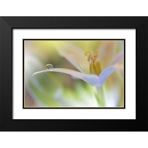 Sunbeam.. Black Modern Wood Framed Art Print with Double Matting by Nan, Juliana