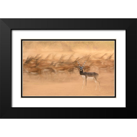 Black Bucks Black Modern Wood Framed Art Print with Double Matting by Nayyer Reza, Sayyed